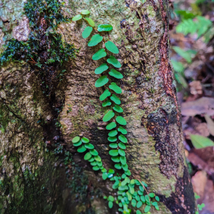 Ficus diversiformis