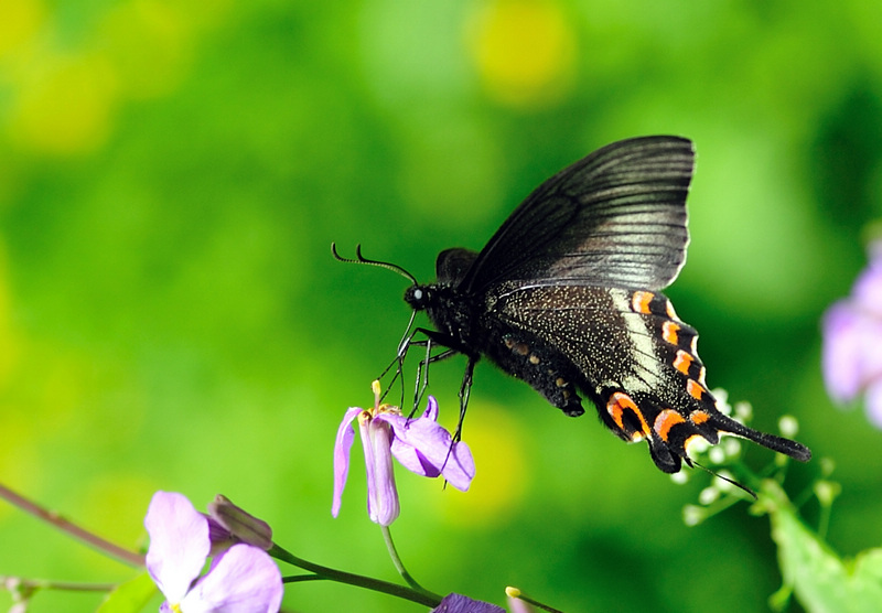 亞歷山大女皇鳥翼鳳蝶——世界上最大的蝴蝶