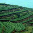 茶山林場(地理區域) 茶山林場(地理區域)