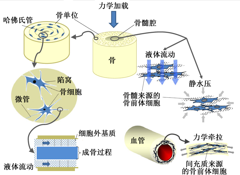 細胞力學感受器