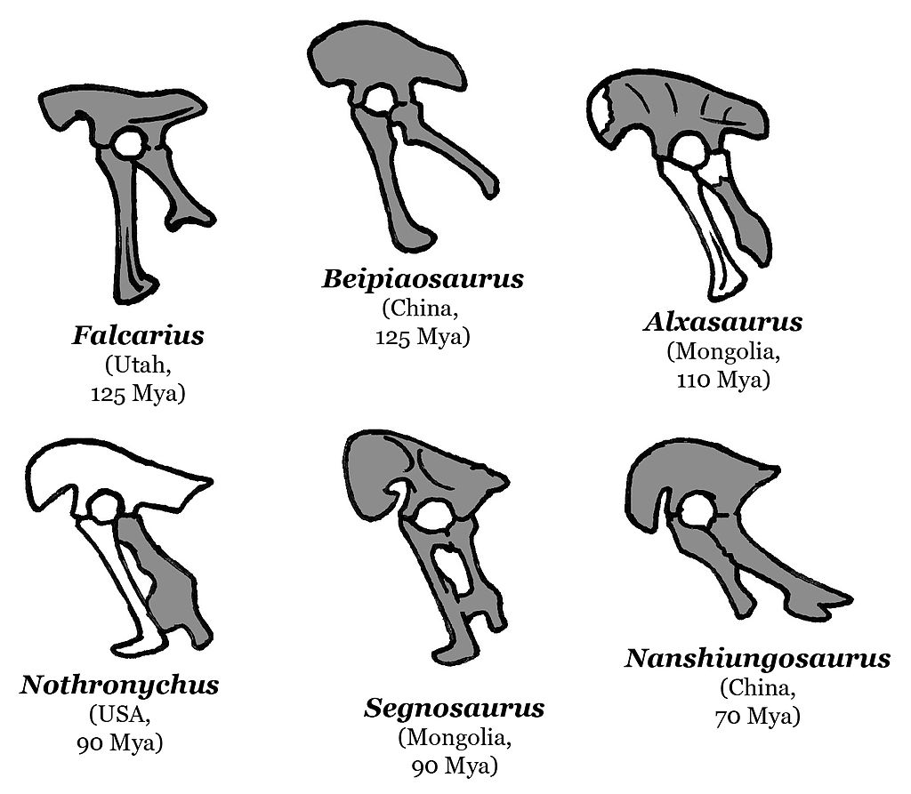 各種鐮刀龍超科的骨盆，其中鑄鐮龍可能不屬於鐮刀龍超科