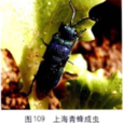 上海青蜂 上海青蜂