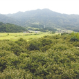 龍崗嶺古道 龍崗嶺古道