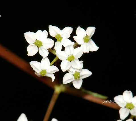 矮澤芹屬 矮澤芹屬