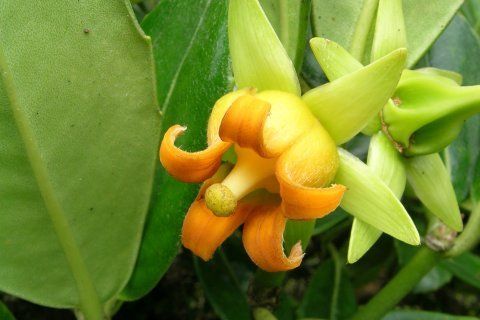 守宮花科 守宮花科