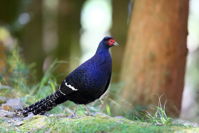 長尾林鶉 長尾林鶉