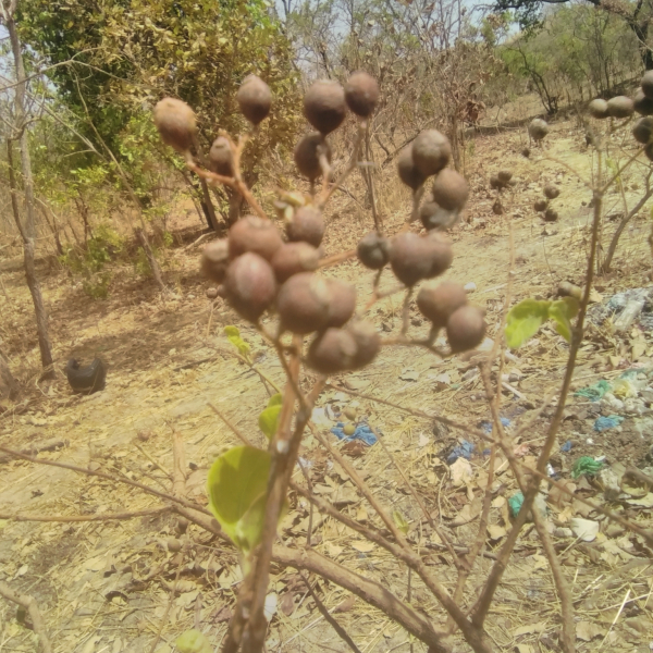 Psorospermum senegalense