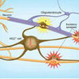 神經肽(謝啟文主編書籍)