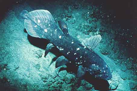 矛尾魚 Latimeria chalumnae Smith