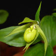 綠花杓蘭