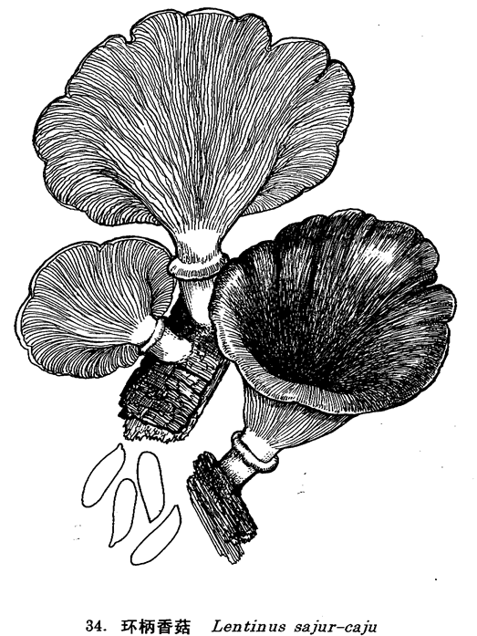 環柄香菇 環柄香菇