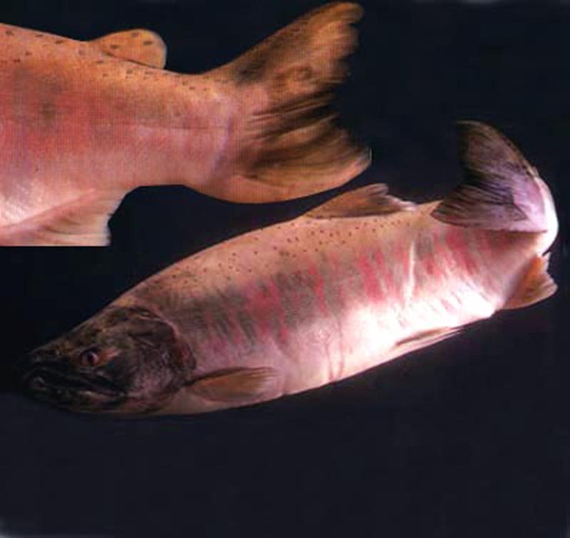 綏芬河灘頭魚
