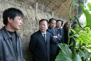 上級領導視察大民屯鎮大棚蔬菜種植