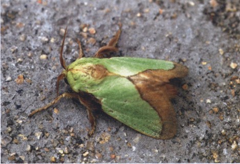 褐邊綠刺蛾