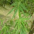 龍竹 龍竹