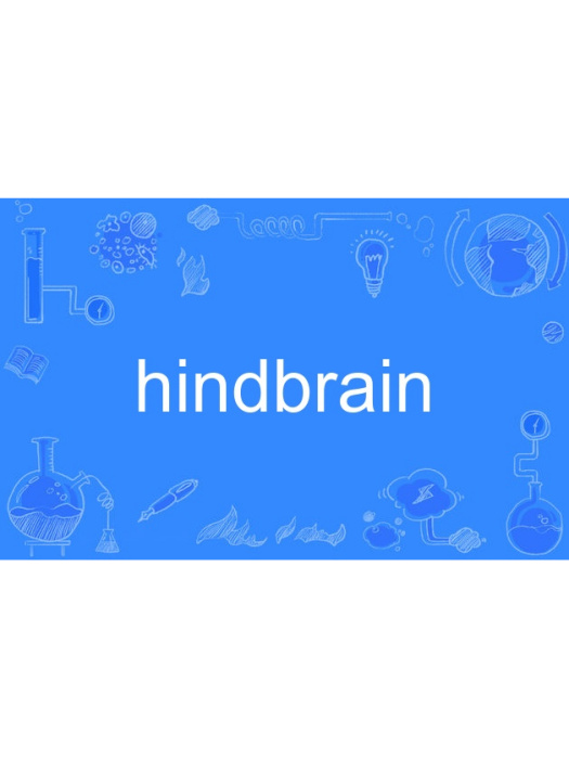 hindbrain hindbrain
