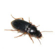 步甲科(Carabidae) 步甲科(Carabidae)