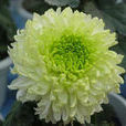 綠牡丹(菊花品種) 綠牡丹(菊花品種)