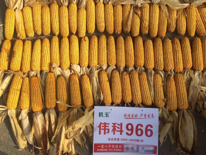 偉科966 偉科966