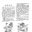 黑及草(黑及草) 黑及草(黑及草)