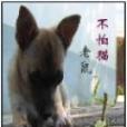 老鼠不怕貓 老鼠不怕貓