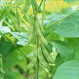 綠大豆 綠大豆