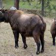 不丹羚牛