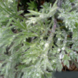 白蒿(桔梗目菊科植物) 白蒿(桔梗目菊科植物)