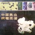 濃核病毒 濃核病毒