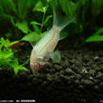 白鼠魚 白鼠魚