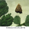 橋夜蛾 橋夜蛾