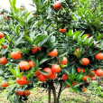 十月橘(Citrus reticulata cv. Shiyue ju)