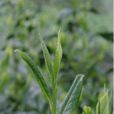柿大茶 柿大茶