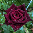 黑巴克(薔薇科薔薇屬植物) 黑巴克(薔薇科薔薇屬植物)