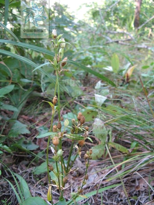 長柱蠅子草 長柱蠅子草