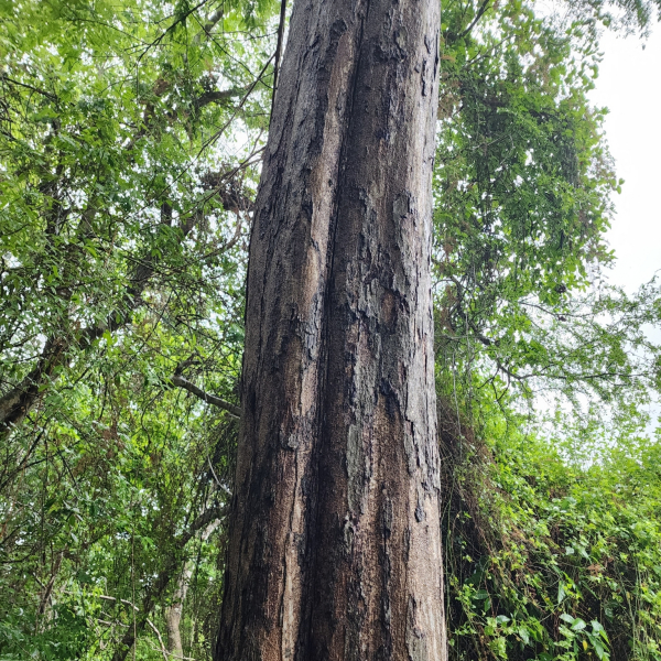 Pterocarpus acapulcensis