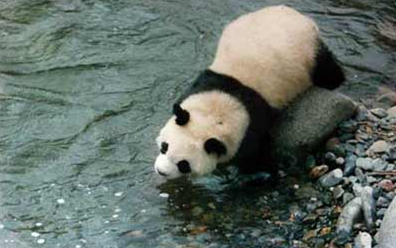 白水江國家級自然保護區大熊貓