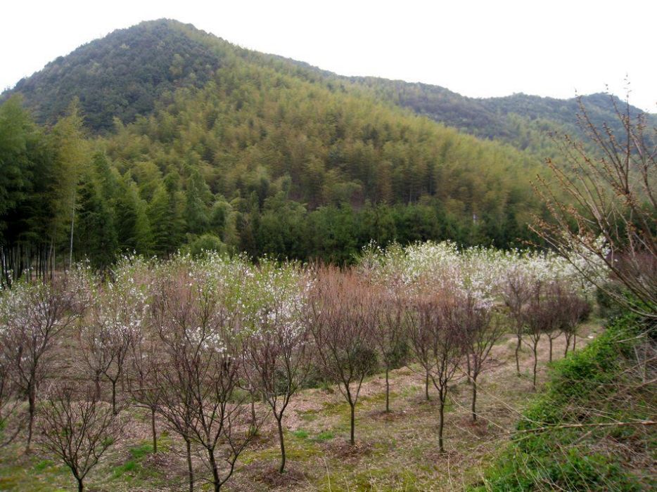 大楓嶺古道 大楓嶺古道