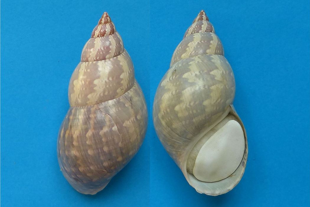 燈籠蠑螺