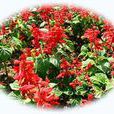 一串紅唇 一串紅唇
