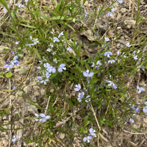 Polygala serpyllifolia