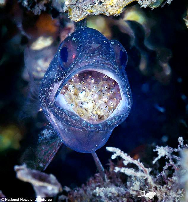 玫瑰魚 玫瑰魚