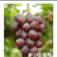 鐘山紅-葡萄 鐘山紅-葡萄