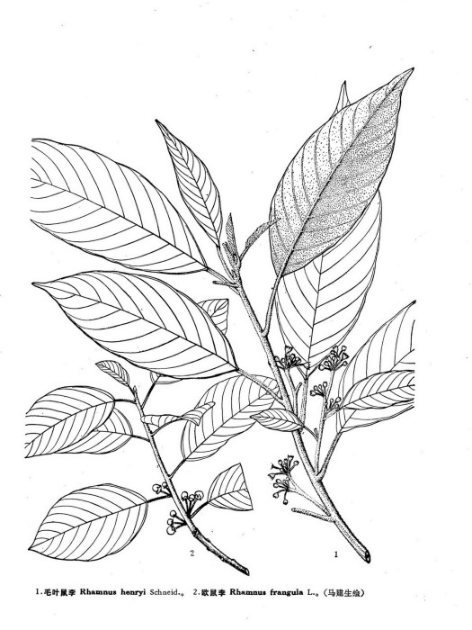 歐鼠李(鼠李科裸芽鼠李屬植物) 歐鼠李(鼠李科裸芽鼠李屬植物)