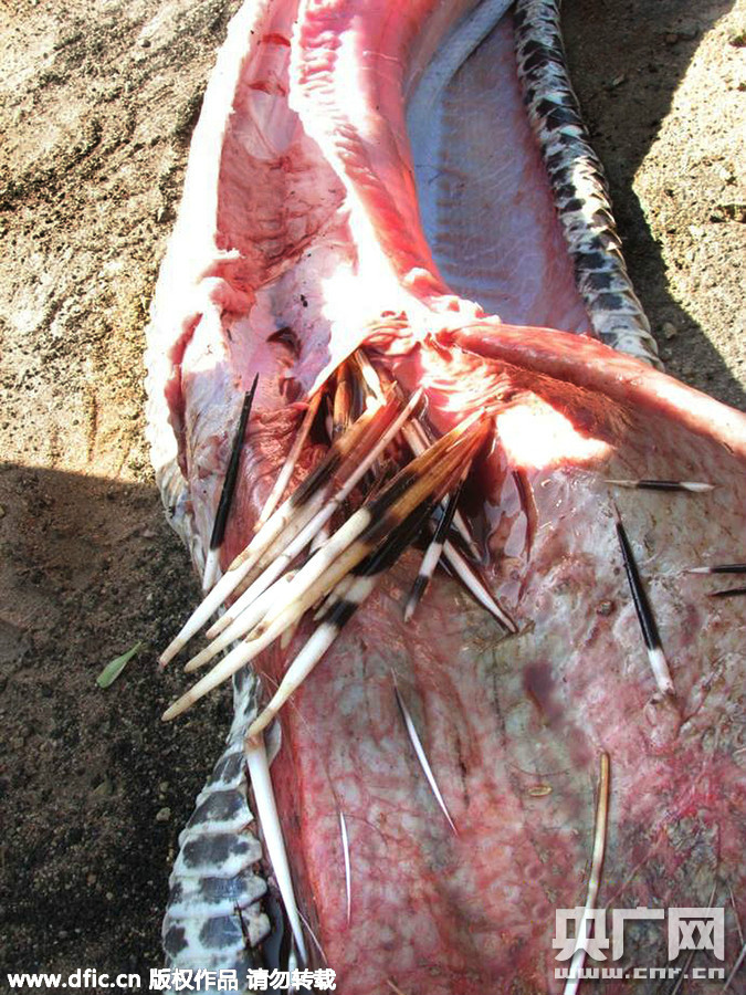 南非巨蟒吞食刺蝟遭刺戳穿致死