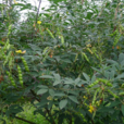 木豆葉 木豆葉