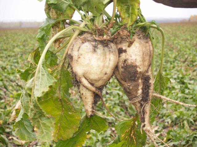 甜菜 BHK2號 甜菜 BHK2號