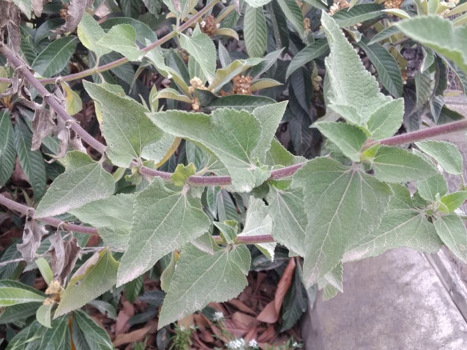 Simsia fruticulosa