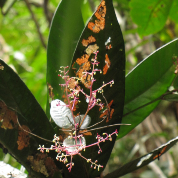 Tapeinosperma ellipticum