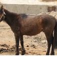 巴里坤馬 巴里坤馬
